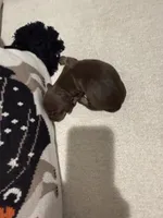 Choco, a female Dachshund for sale in Pageland, SC – 4 of 8