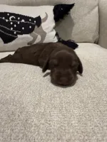 Choco, a female Dachshund for sale in Pageland, SC – 6 of 8