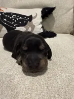 Winston, a male Dachshund for sale in Pageland, SC – 2 of 8