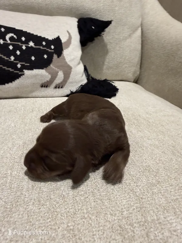 Choco – Dachshund puppy for sale in Pageland, SC