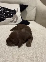 Choco, a female Dachshund for sale in Pageland, SC – 1 of 8