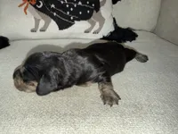 Winston, a male Dachshund for sale in Pageland, SC – 5 of 8