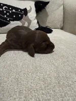Choco, a female Dachshund for sale in Pageland, SC – 8 of 8