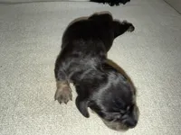 Winston, a male Dachshund for sale in Pageland, SC – 7 of 8