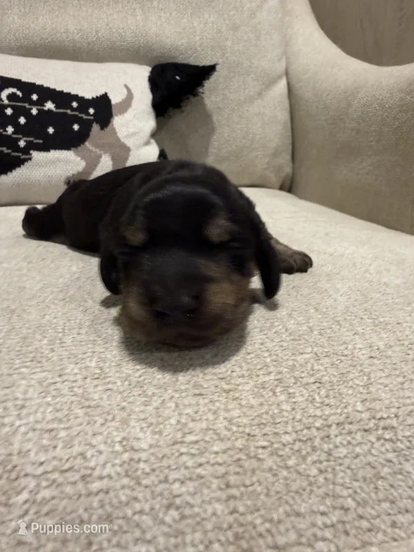 Winston – Dachshund puppy for sale in Pageland, SC