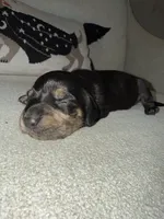 Winston, a male Dachshund for sale in Pageland, SC – 8 of 8