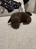 Choco, a female Dachshund for sale in Pageland, SC – 5 of 8