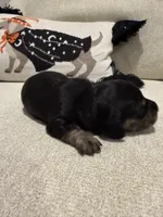 Winston, a male Dachshund for sale in Pageland, SC – 3 of 8