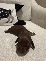 Choco, a female Dachshund for sale in Pageland, SC – 2 of 8
