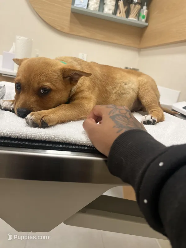 Simba – Rhodesian Ridgeback puppy for sale in Austin, TX