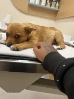 Simba, a male Rhodesian Ridgeback for sale in Austin, TX – Photo 1 of 3