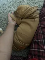 Simba, a male Rhodesian Ridgeback for sale in Austin, TX – Photo 2 of 3