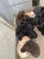 AKC Collar#8 of 8, a female Labrador Retriever for sale in Kennedy, NY – 3 of 3