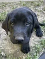 AKC Collar#3 of 8, a male Labrador Retriever for sale in Kennedy, NY – 3 of 3