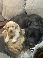 AKC Collar#2 of 8, a male Labrador Retriever for sale in Kennedy, NY – 2 of 3