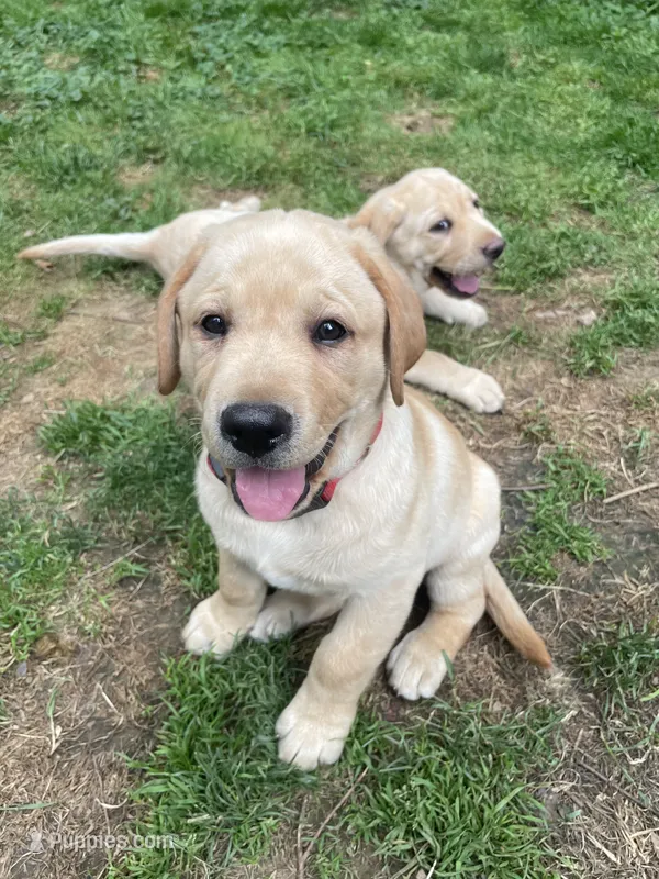 AKC Collar#1 of 8 – Labrador Retriever puppy for sale in Kennedy, NY