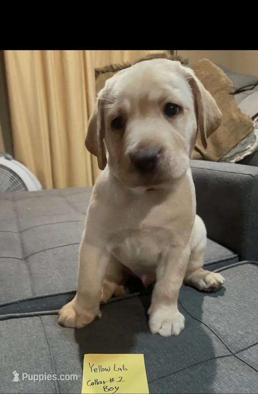 AKC Collar#2 of 8 – Labrador Retriever puppy for sale in Kennedy, NY
