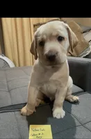 AKC Collar#2 of 8, a male Labrador Retriever for sale in Kennedy, NY – 1 of 3