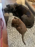 AKC Collar#8 of 8, a female Labrador Retriever for sale in Kennedy, NY – 2 of 3