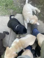 AKC Collar#1 of 8, a male Labrador Retriever for sale in Kennedy, NY – 3 of 3
