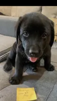 AKC Collar#3 of 8, a male Labrador Retriever for sale in Kennedy, NY – 1 of 3