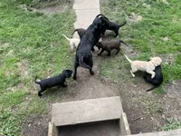 AKC Collar#3 of 8, a male Labrador Retriever for sale in Kennedy, NY – 2 of 3