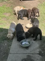 AKC Collar#2 of 8, a male Labrador Retriever for sale in Kennedy, NY – 3 of 3