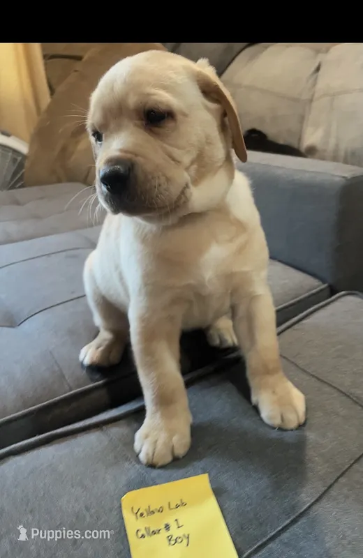 AKC Collar#1 of 8 – Labrador Retriever puppy for sale in Kennedy, NY