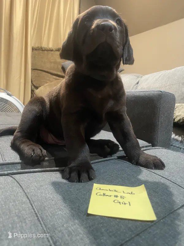 AKC Collar#8 of 8 – Labrador Retriever puppy on hold in Kennedy, NY