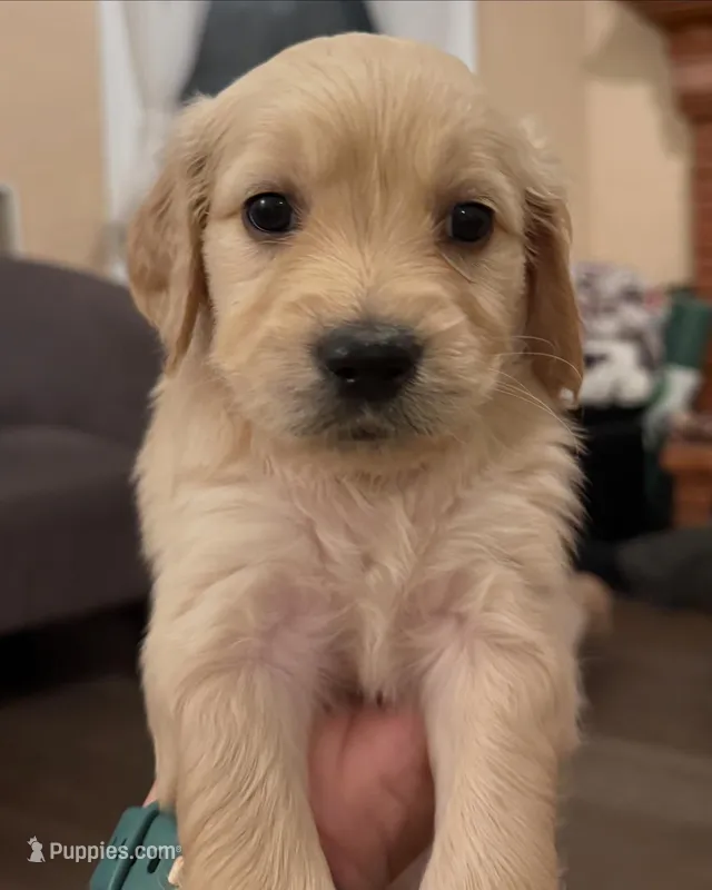 Ember  – English Goldendoodle puppy for sale in Springville, UT