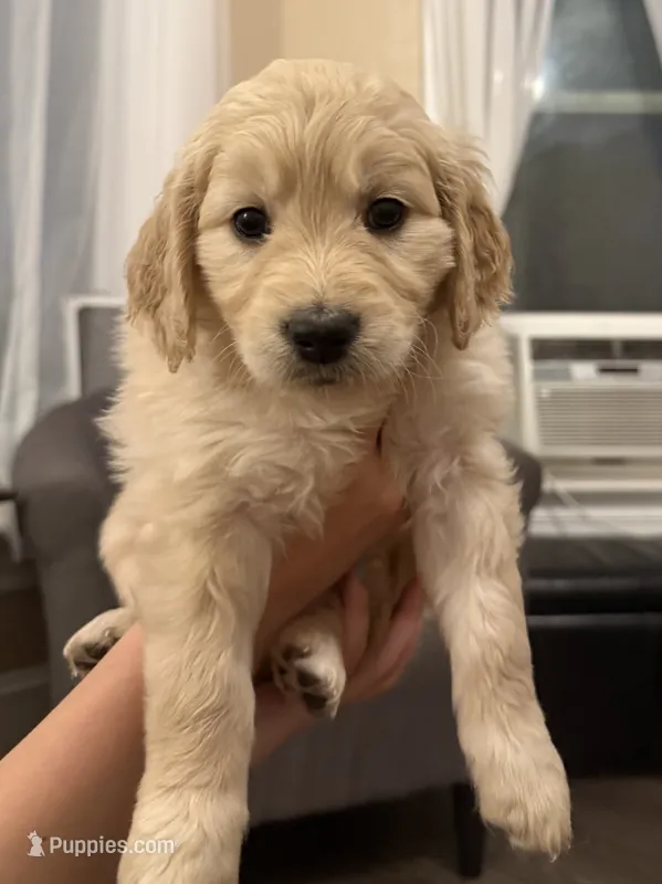 Lily  – English Goldendoodle puppy for sale in Springville, UT