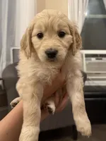 Lily , a female English Goldendoodle for sale in Springville, UT – 1 of 1