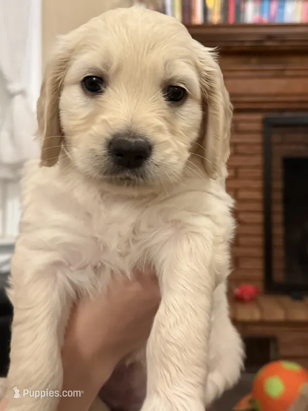 Honey  – English Goldendoodle puppy for sale in Springville, UT