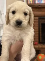 Honey , a female English Goldendoodle for sale in Springville, UT – 1 of 1
