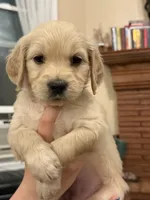 Lucy , a female English Goldendoodle for sale in Springville, UT – 1 of 1