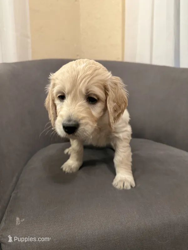 Kosie – English Goldendoodle puppy for sale in Springville, UT