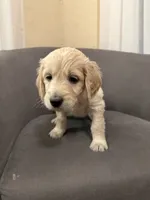 Kosie, a female English Goldendoodle for sale in Springville, UT – 1 of 1