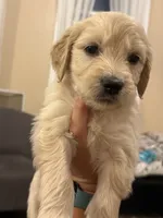 Jasmine , a female English Goldendoodle for sale in Springville, UT – 1 of 1