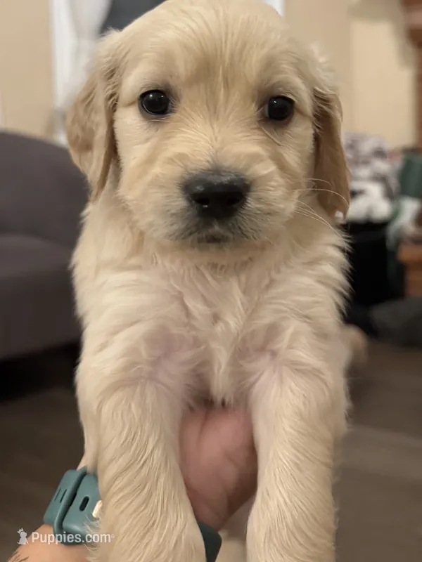 Wanda – English Goldendoodle puppy for sale in Springville, UT