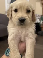 Wanda, a female English Goldendoodle for sale in Springville, UT – 1 of 1