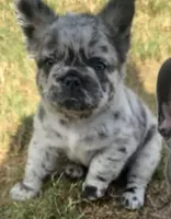 Tiny Merline FLUFFY, a male French Bulldog for sale in Blanchard, OK – 6 of 7