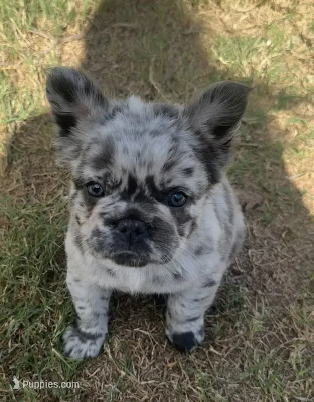 Tiny Merline FLUFFY – French Bulldog puppy for sale in Blanchard, OK