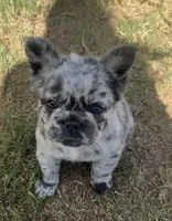 Tiny Merline FLUFFY, a male French Bulldog for sale in Blanchard, OK – 1 of 7