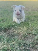 Smilin' Jack FLUFFY, a male French Bulldog for sale in Blanchard, OK – 6 of 7
