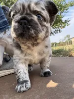 Tiny Merline FLUFFY, a male French Bulldog for sale in Blanchard, OK – 2 of 7