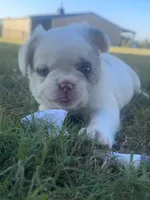 Smilin' Jack FLUFFY, a male French Bulldog for sale in Blanchard, OK – 4 of 7