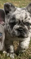 Tiny Merline FLUFFY, a male French Bulldog for sale in Blanchard, OK – 4 of 7