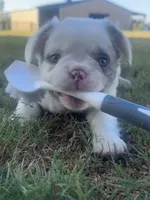 Smilin' Jack FLUFFY, a male French Bulldog for sale in Blanchard, OK – 2 of 7