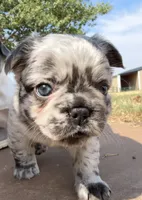 Tiny Merline FLUFFY, a male French Bulldog for sale in Blanchard, OK – 3 of 7