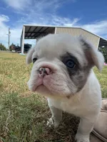 Smilin' Jack FLUFFY, a male French Bulldog for sale in Blanchard, OK – 7 of 7